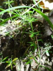 Galium concinnum