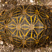 Psammobates geometricus - Photo (c) Tyrone Ping, μερικά δικαιώματα διατηρούνται (CC BY-NC), uploaded by Tyrone Ping
