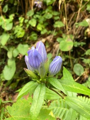 Gentiana austromontana