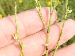 Polygonum ramosissimum