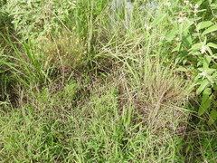 Polygonum ramosissimum