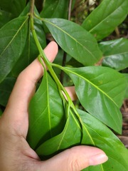 Ocotea leucoxylon