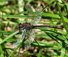 Phanogomphus