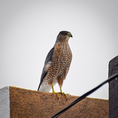 Accipiter cooperii
