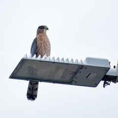 Accipiter cooperii