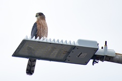 Accipiter cooperii