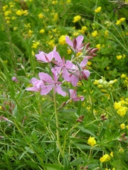 Chamaenerion colchicum