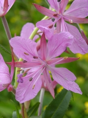 Chamaenerion colchicum