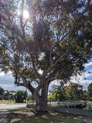 Eucalyptus cladocalyx