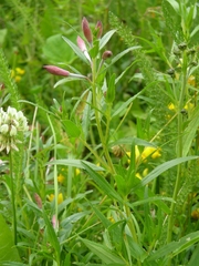 Chamaenerion colchicum