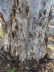 Eucalyptus cladocalyx