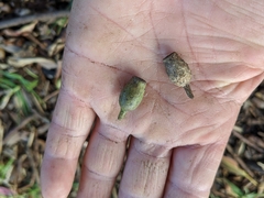 Eucalyptus cladocalyx