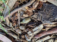 Eucalyptus cladocalyx