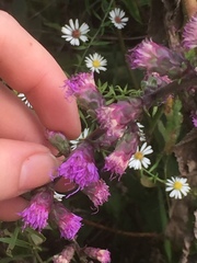 Liatris aspera