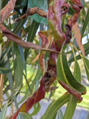 Eucalyptus cladocalyx