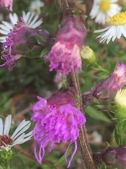 Liatris aspera