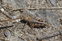 Melanoplus sanguinipes