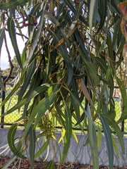 Eucalyptus cladocalyx
