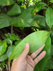 Ocotea leucoxylon