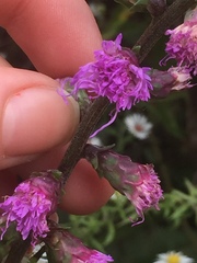Liatris aspera