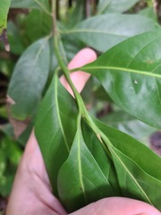 Ocotea leucoxylon