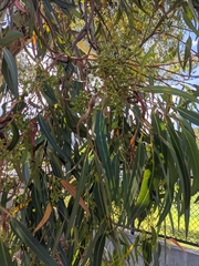 Eucalyptus cladocalyx
