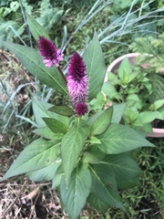 Celosia spicata