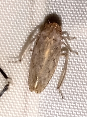 Curtara