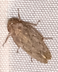 Curtara
