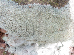 Cladonia caespiticia