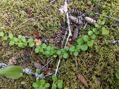 Linnaea borealis longiflora