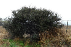 Schinus latifolia