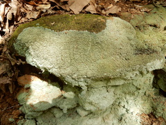 Cladonia caespiticia
