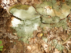 Cladonia caespiticia