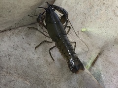 Cherax
