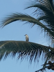 Nycticorax nycticorax