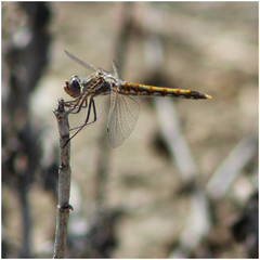 Sympetrum corruptum