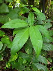Ocotea leucoxylon