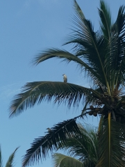 Nycticorax nycticorax