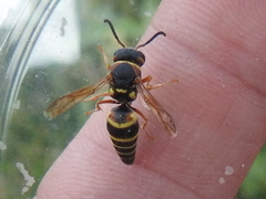 Euodynerus annulatus