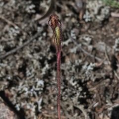 Caladenia filamentosa