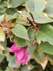 Polistes weyrauchorum