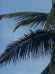 Nycticorax nycticorax