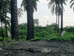 Nycticorax nycticorax