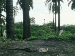 Nycticorax nycticorax
