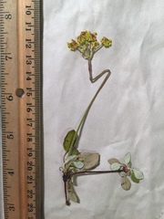 Eriogonum marifolium