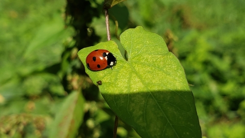 Seven-spotted Lady Beetle photographed in Washington