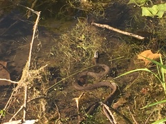Nerodia sipedon