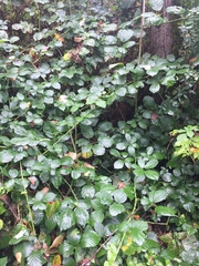 Rubus bifrons