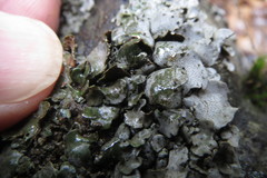 Dermatocarpon americanum